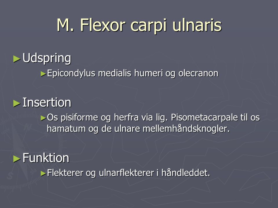M. Flexor carpi ulnaris Udspring Insertion Funktion