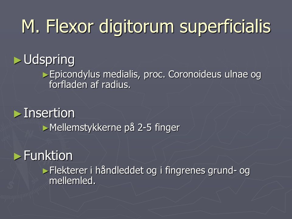 M. Flexor digitorum superficialis