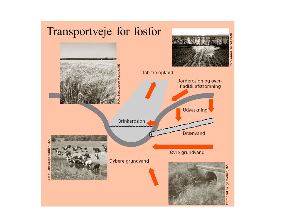 Transportveje for fosfor