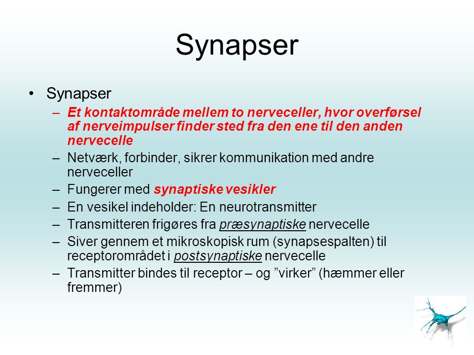 Synapser Synapser. Et kontaktområde mellem to nerveceller, hvor overførsel af nerveimpulser finder sted fra den ene til den anden nervecelle.