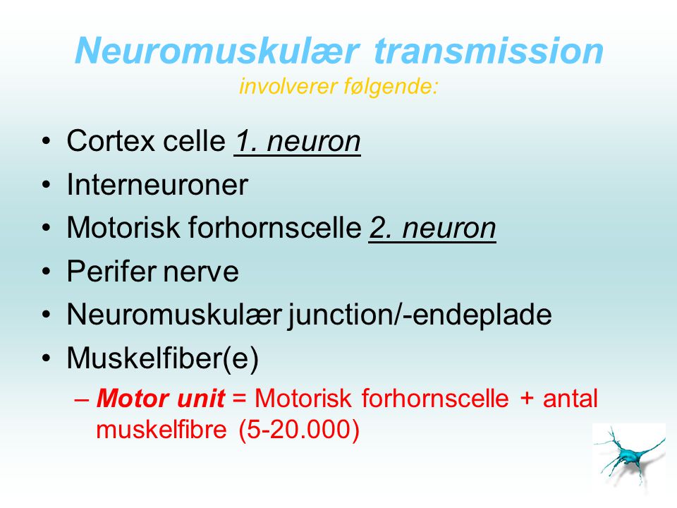 Neuromuskulær transmission involverer følgende: