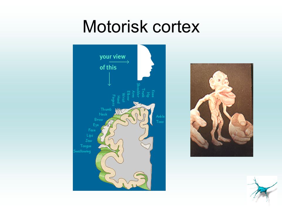 Motorisk cortex