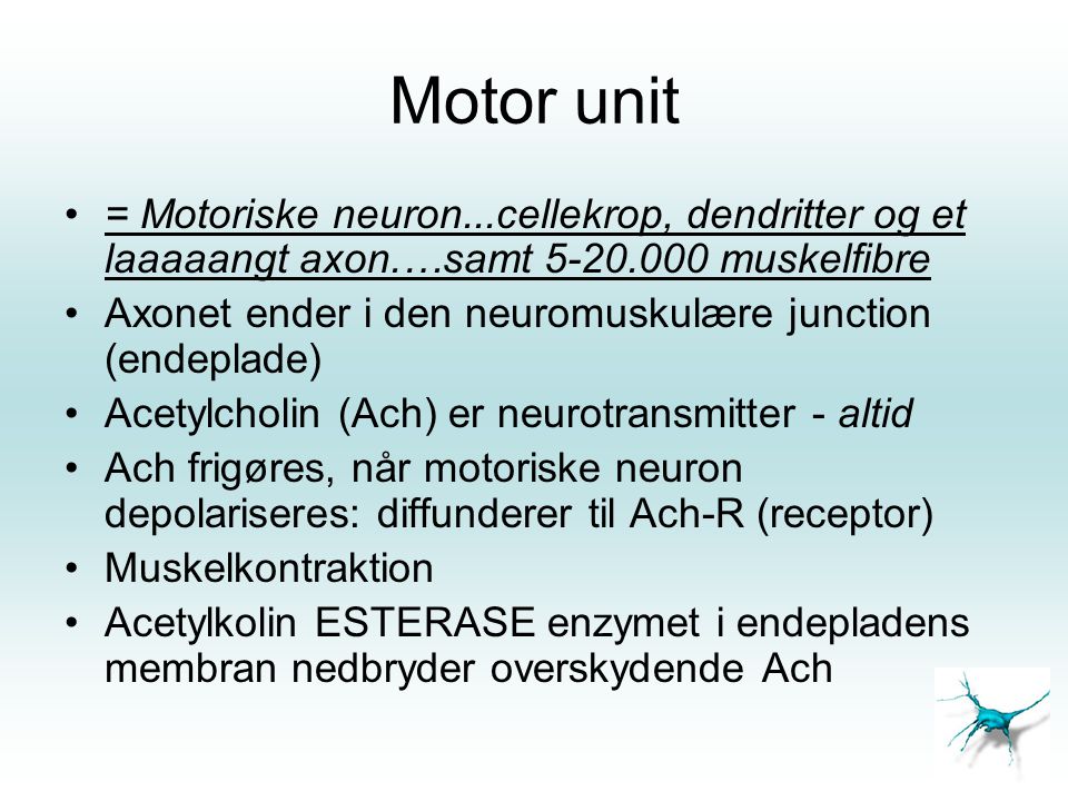 Motor unit = Motoriske neuron...cellekrop, dendritter og et laaaaangt axon.…samt muskelfibre.