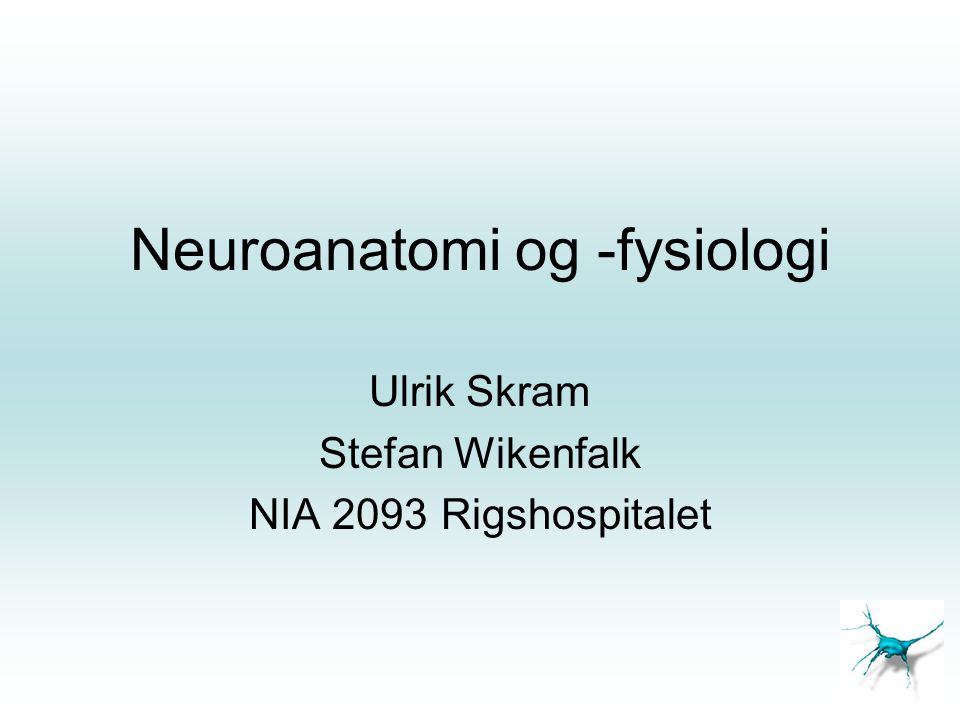 Neuroanatomi og -fysiologi