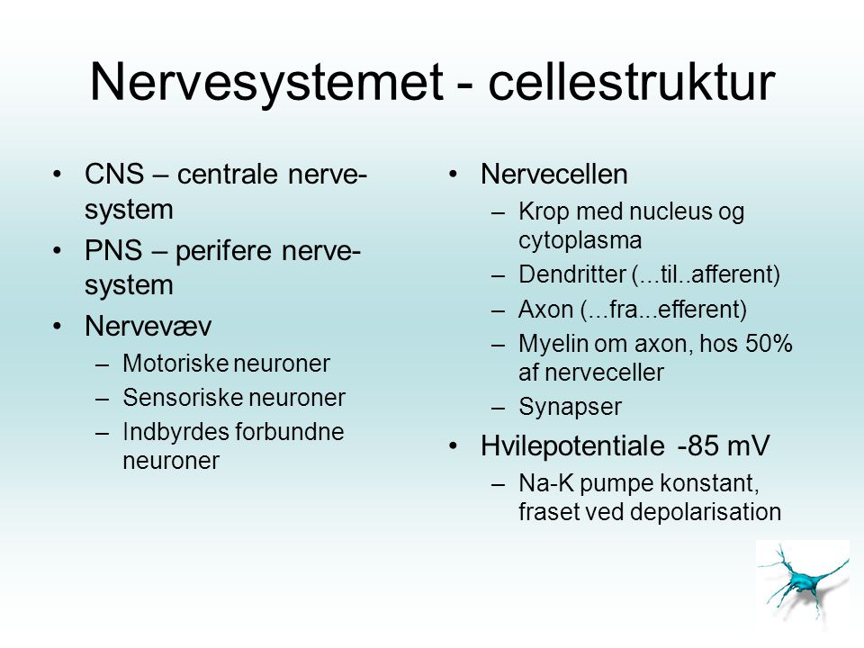 Nervesystemet - cellestruktur