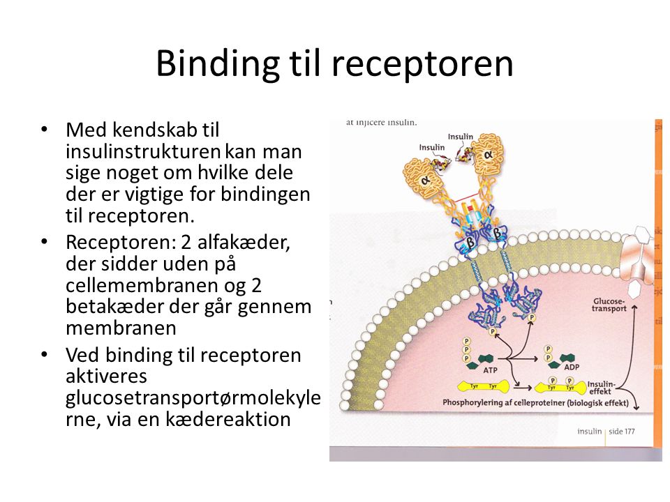Binding til receptoren