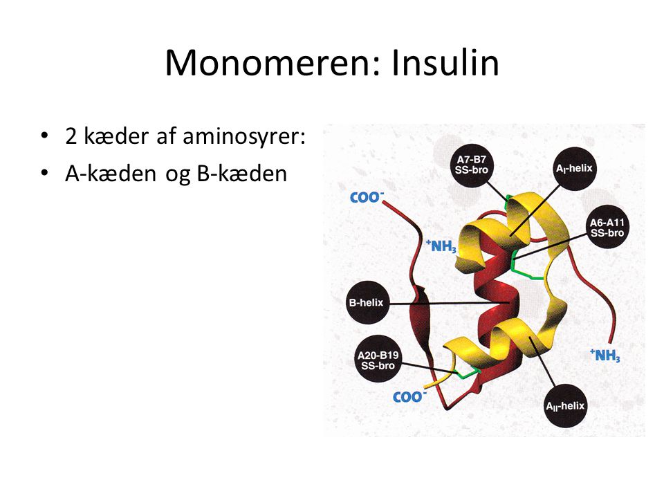 Monomeren: Insulin 2 kæder af aminosyrer: A-kæden og B-kæden