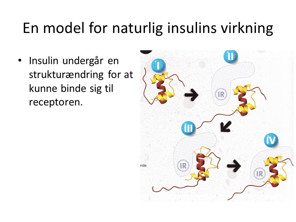 En model for naturlig insulins virkning