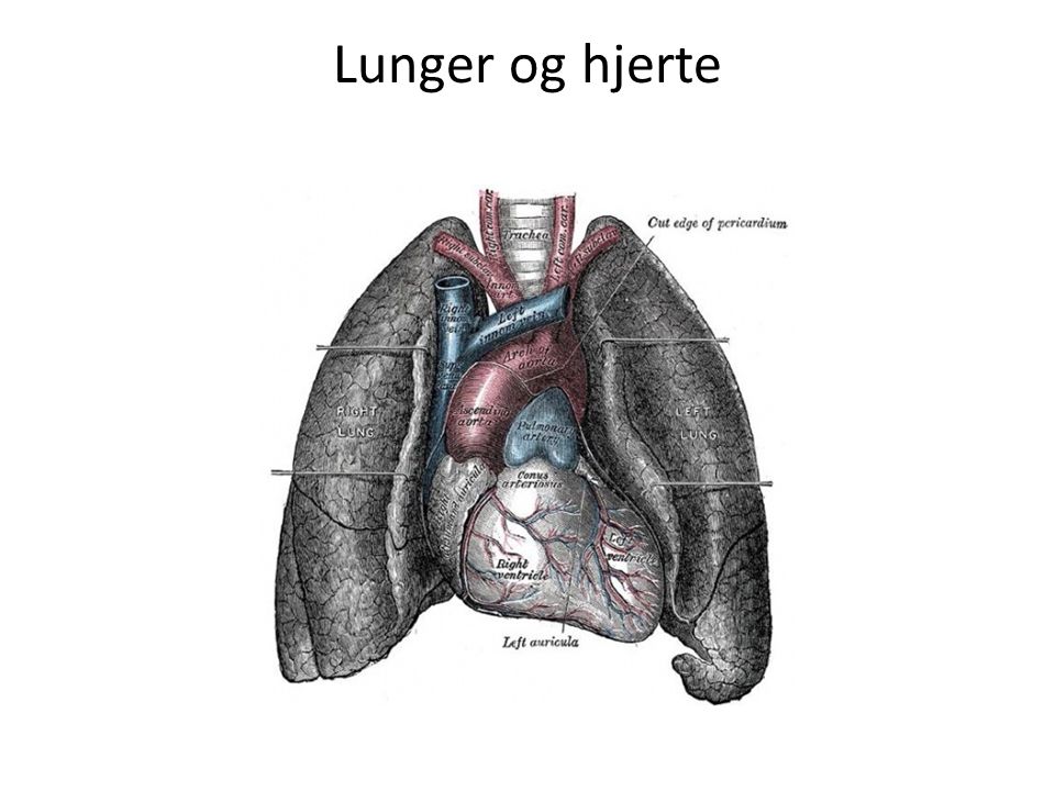 Lunger og hjerte Hjertet passer fint mellem lungerne.