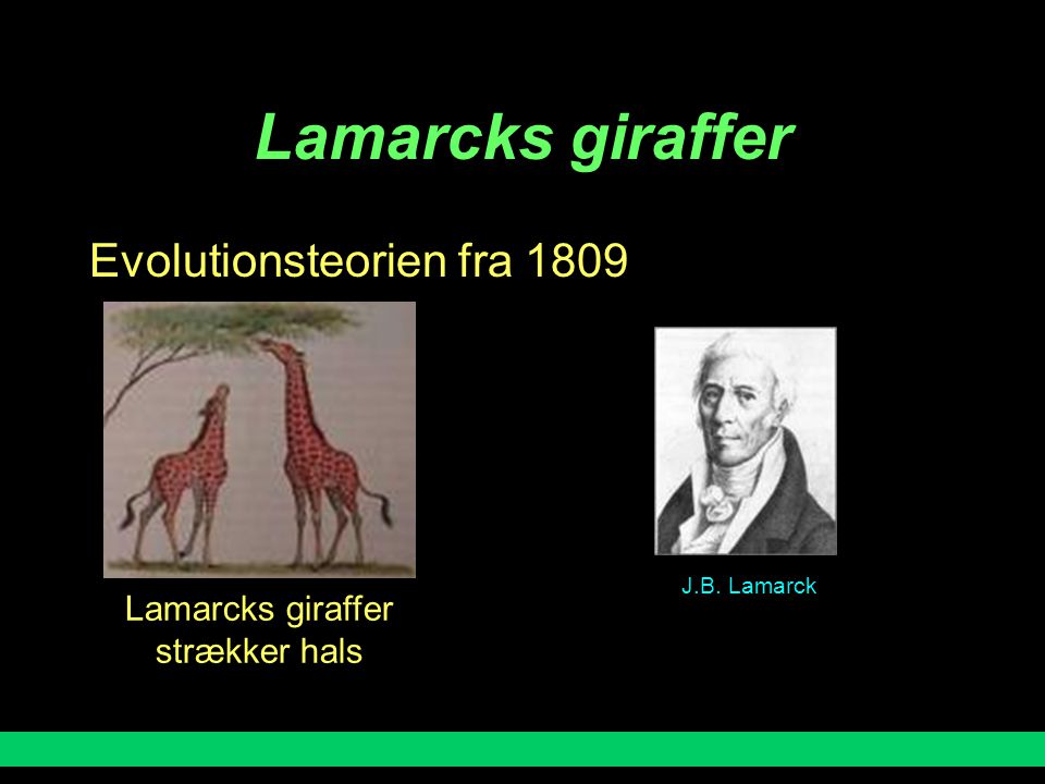 Lamarcks giraffer Evolutionsteorien fra 1809 Lamarcks giraffer