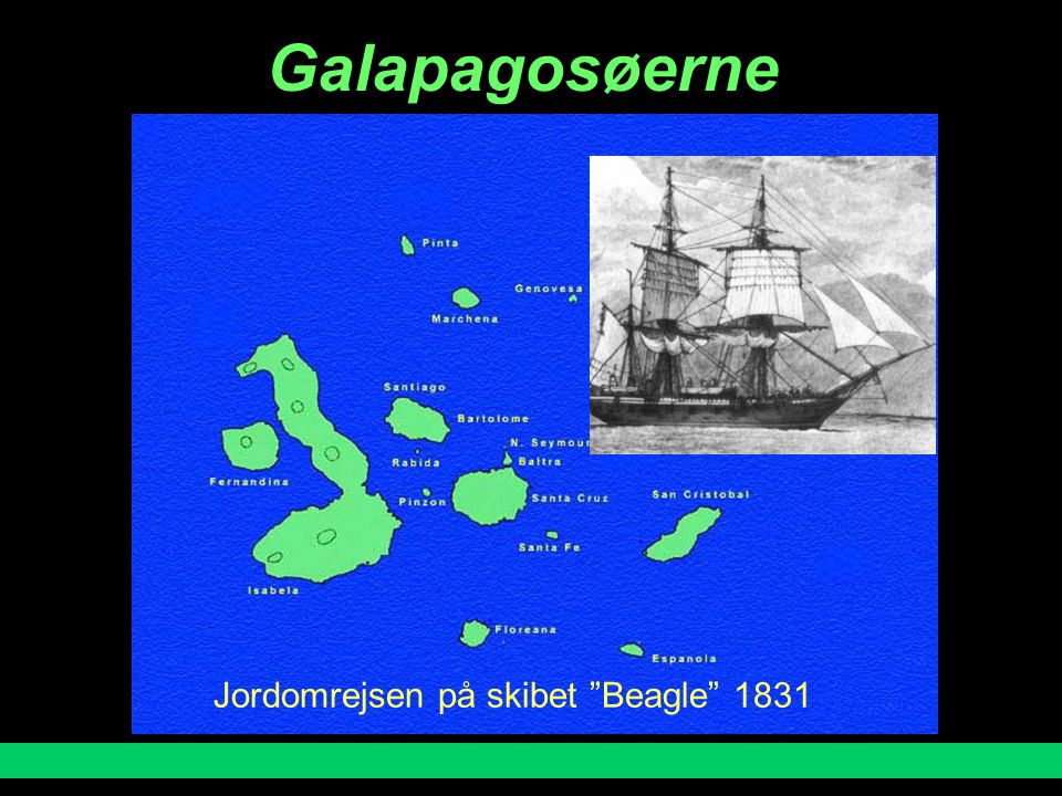 Galapagosøerne Jordomrejsen på skibet Beagle 1831