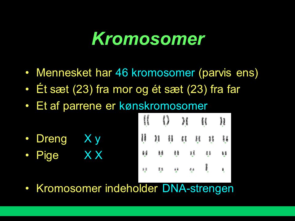 Kromosomer Mennesket har 46 kromosomer (parvis ens)