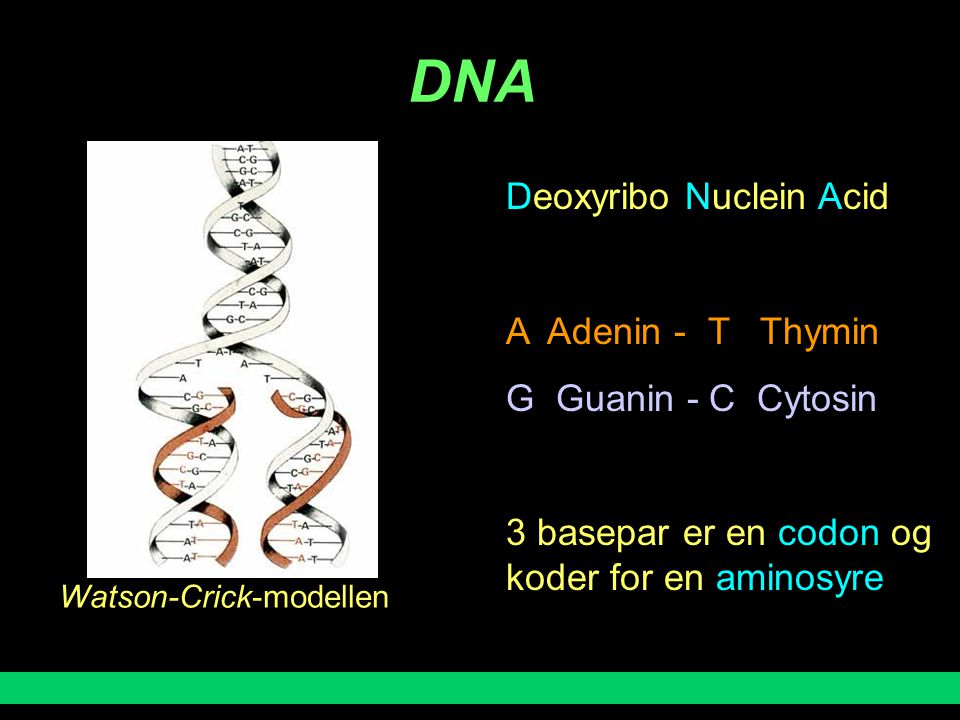 DNA Deoxyribo Nuclein Acid A Adenin - T Thymin G Guanin - C Cytosin