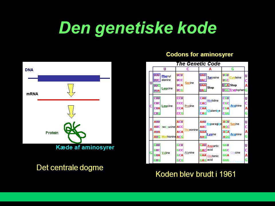 Den genetiske kode Det centrale dogme Koden blev brudt i 1961