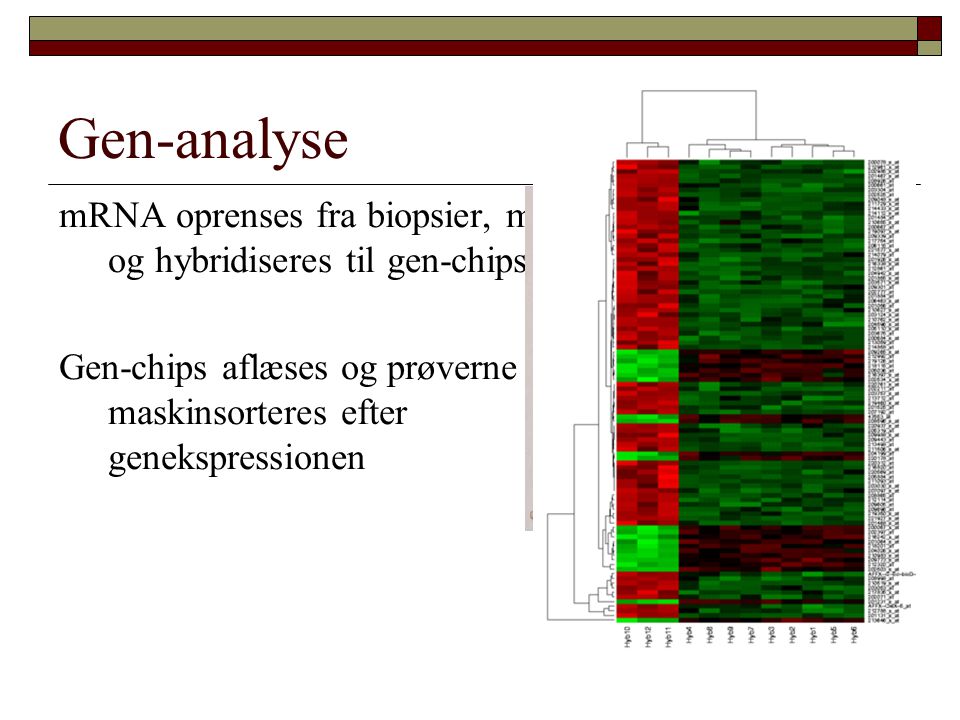 Gen-analyse mRNA oprenses fra biopsier, mærkes og hybridiseres til gen-chips.