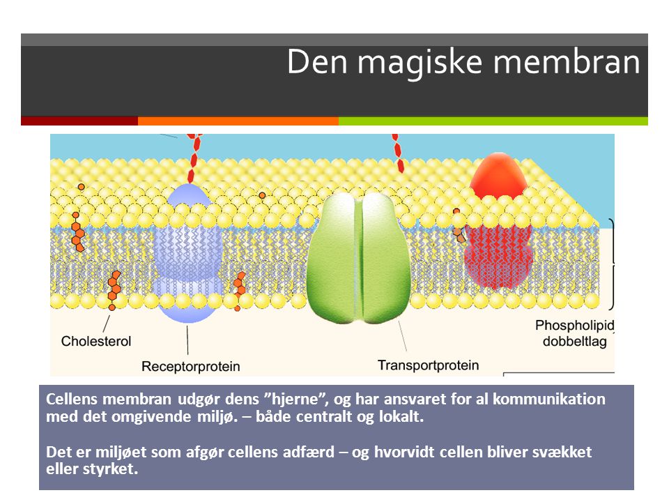 Den magiske membran Cellens membran udgør dens hjerne , og har ansvaret for al kommunikation med det omgivende miljø. – både centralt og lokalt.