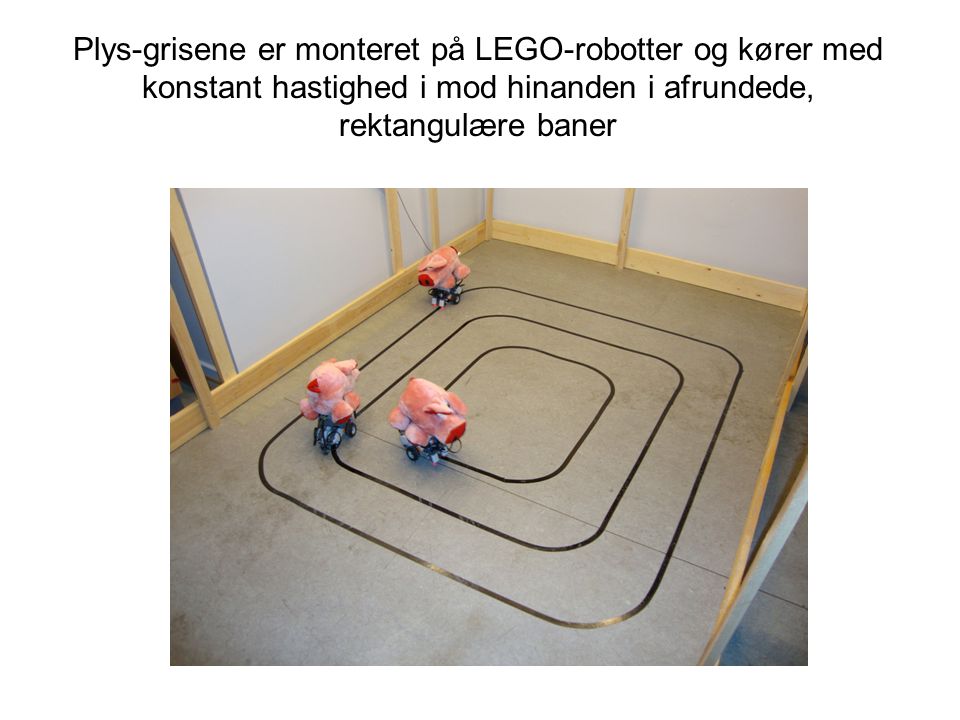 Plys-grisene er monteret på LEGO-robotter og kører med konstant hastighed i mod hinanden i afrundede, rektangulære baner