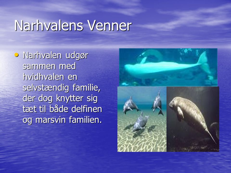 Narhvalens Venner Narhvalen udgør sammen med hvidhvalen en selvstændig familie, der dog knytter sig tæt til både delfinen og marsvin familien.