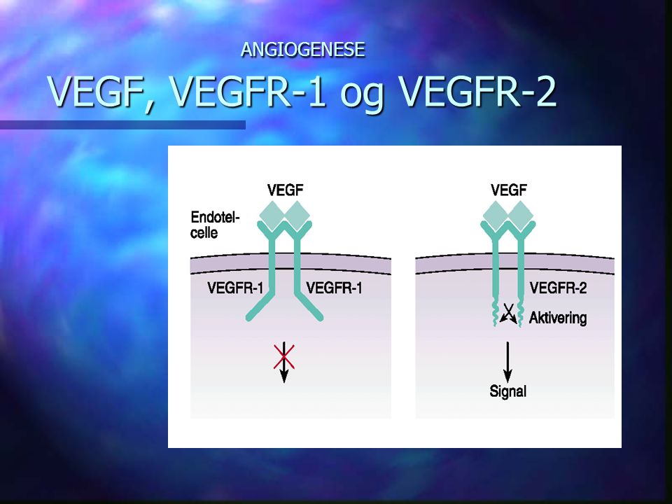 ANGIOGENESE VEGF, VEGFR-1 og VEGFR-2