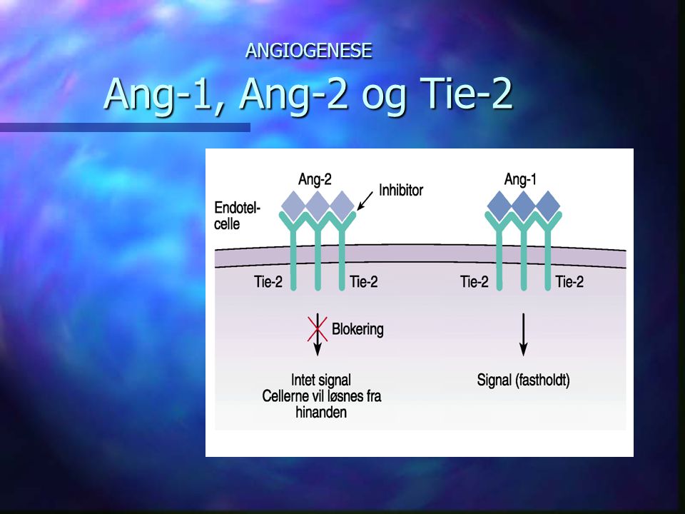 ANGIOGENESE Ang-1, Ang-2 og Tie-2