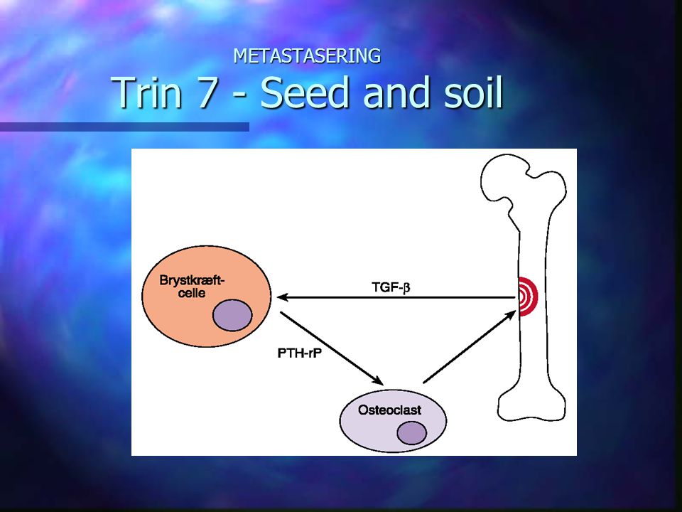 METASTASERING Trin 7 - Seed and soil