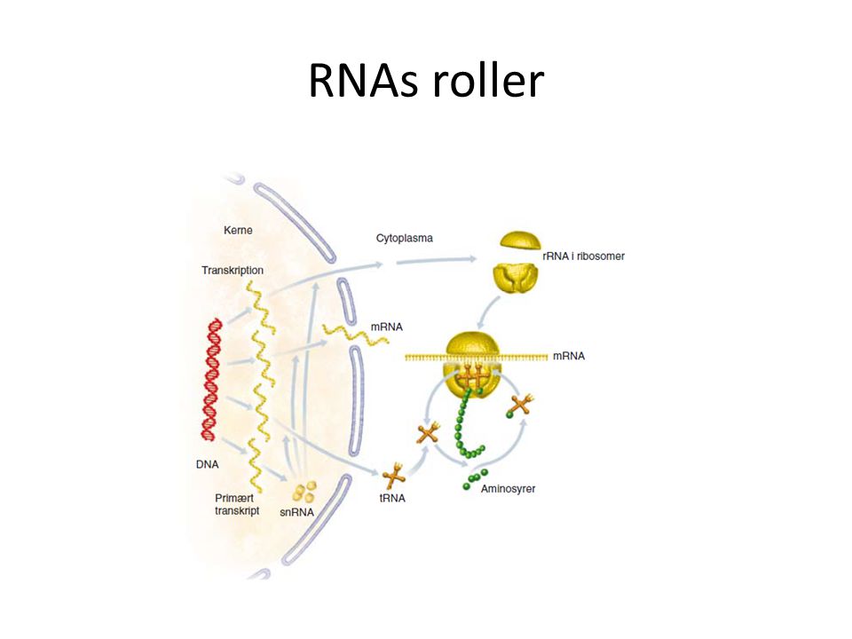 RNAs roller