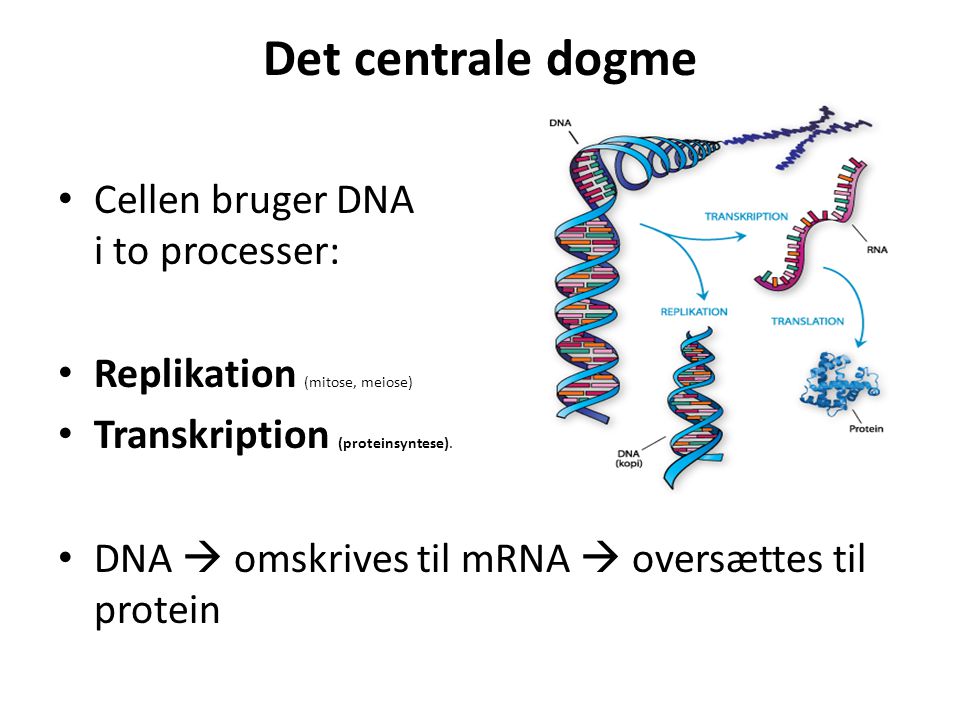 Det centrale dogme Cellen bruger DNA i to processer: