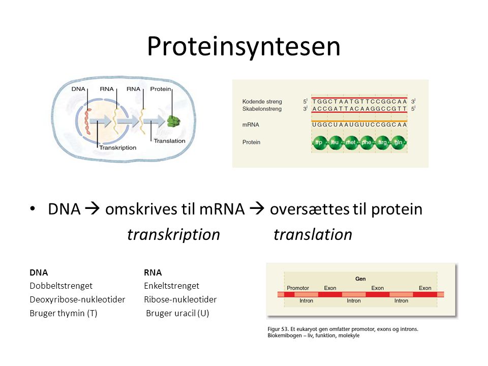 Proteinsyntesen DNA  omskrives til mRNA  oversættes til protein