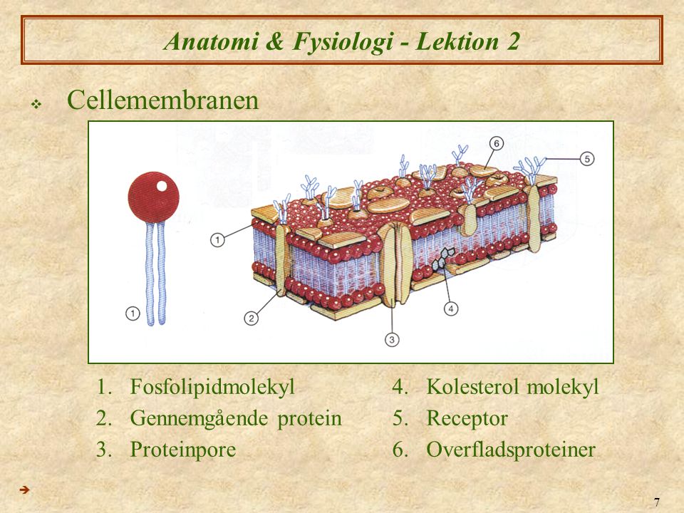 Anatomi & Fysiologi - Lektion 2