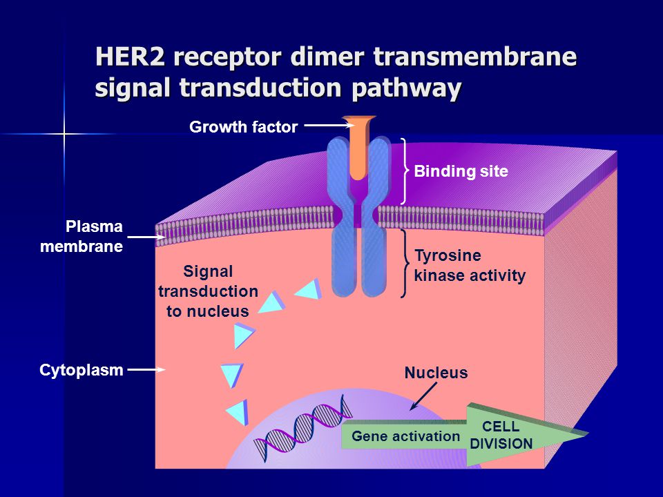 HER2 receptor dimer transmembrane signal transduction pathway