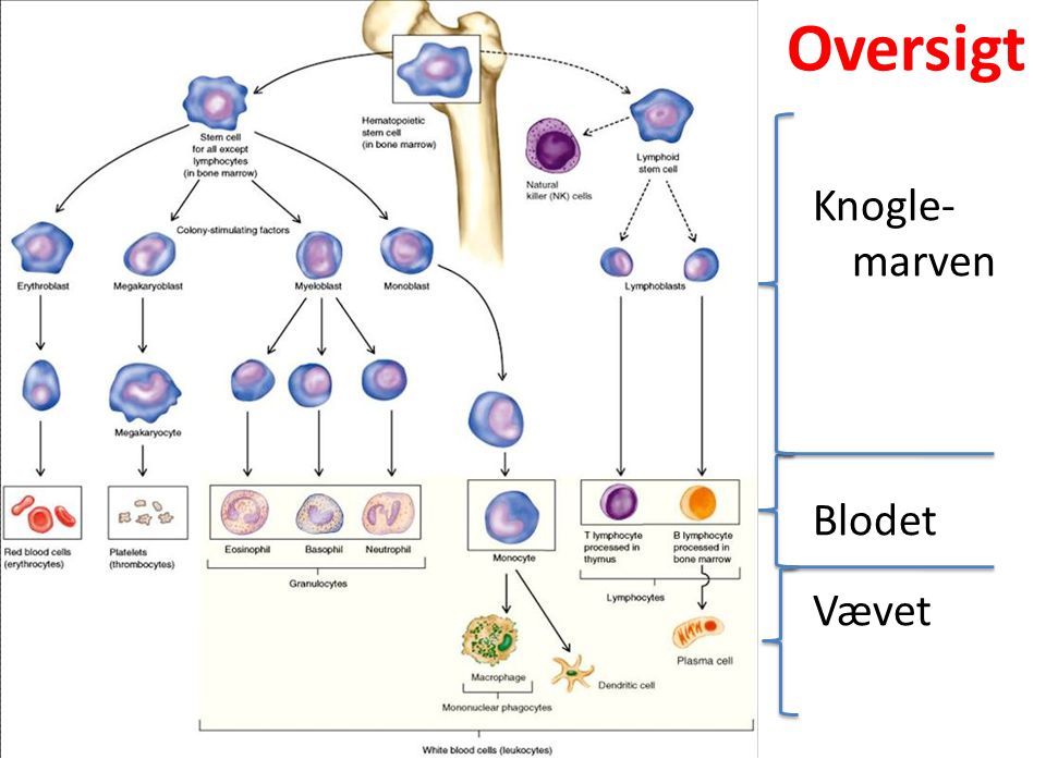 Oversigt Knogle-marven Blodet Vævet -blast: danner nye celler
