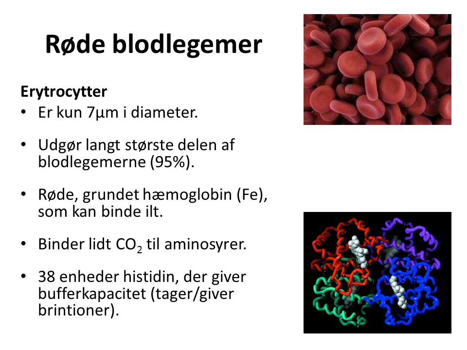 Røde blodlegemer Erytrocytter Er kun 7μm i diameter.