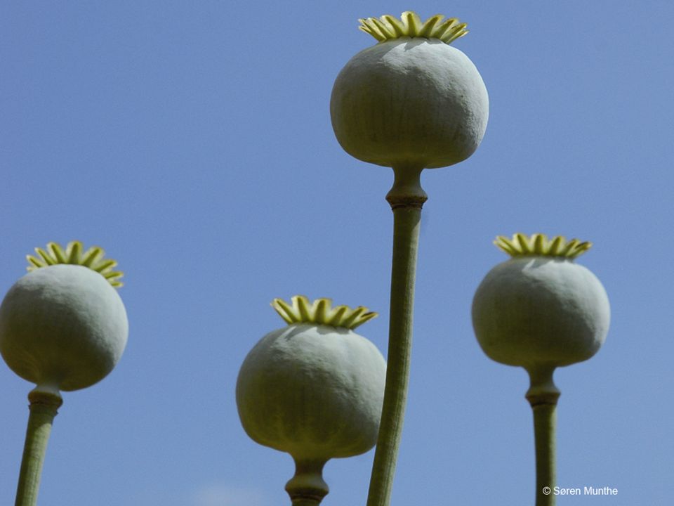 Figur 10 Modne frugter af opiumsvalmue.