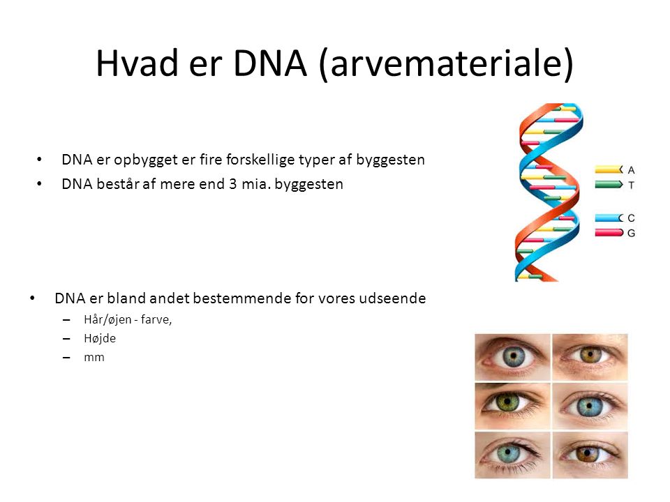 Hvad er DNA (arvemateriale)
