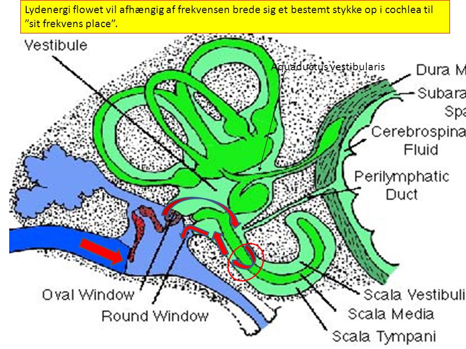. Lydenergi flowet vil afhængig af frekvensen brede sig et bestemt stykke op i cochlea til sit frekvens place .
