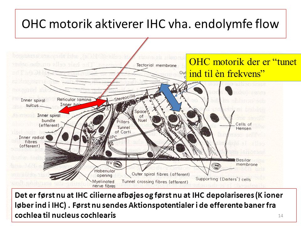 OHC motorik aktiverer IHC vha. endolymfe flow