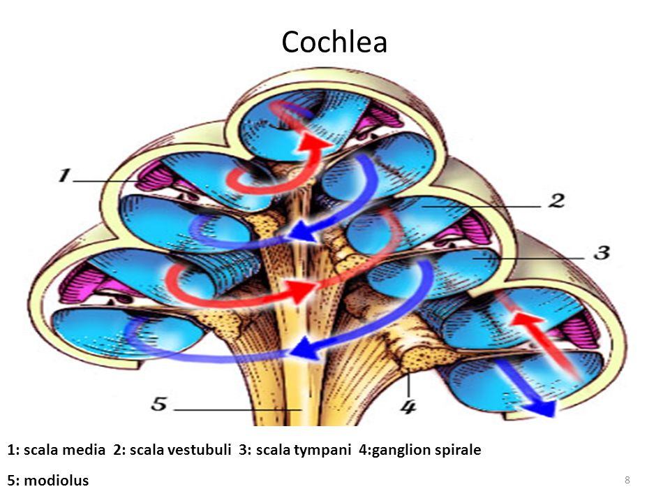 Cochlea 1: scala media 2: scala vestubuli 3: scala tympani 4:ganglion spirale 5: modiolus