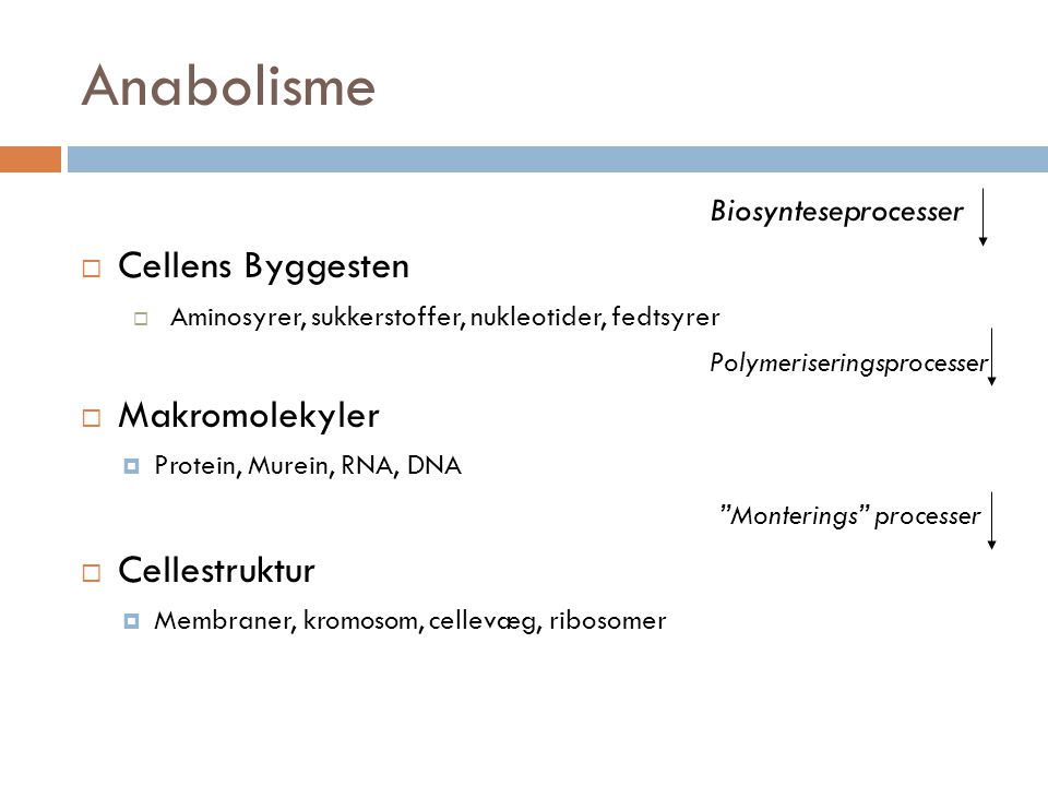 Anabolisme Cellens Byggesten Makromolekyler Cellestruktur