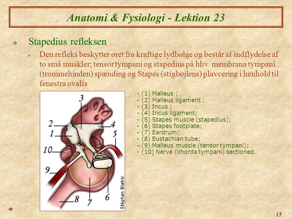 Anatomi & Fysiologi - Lektion 23
