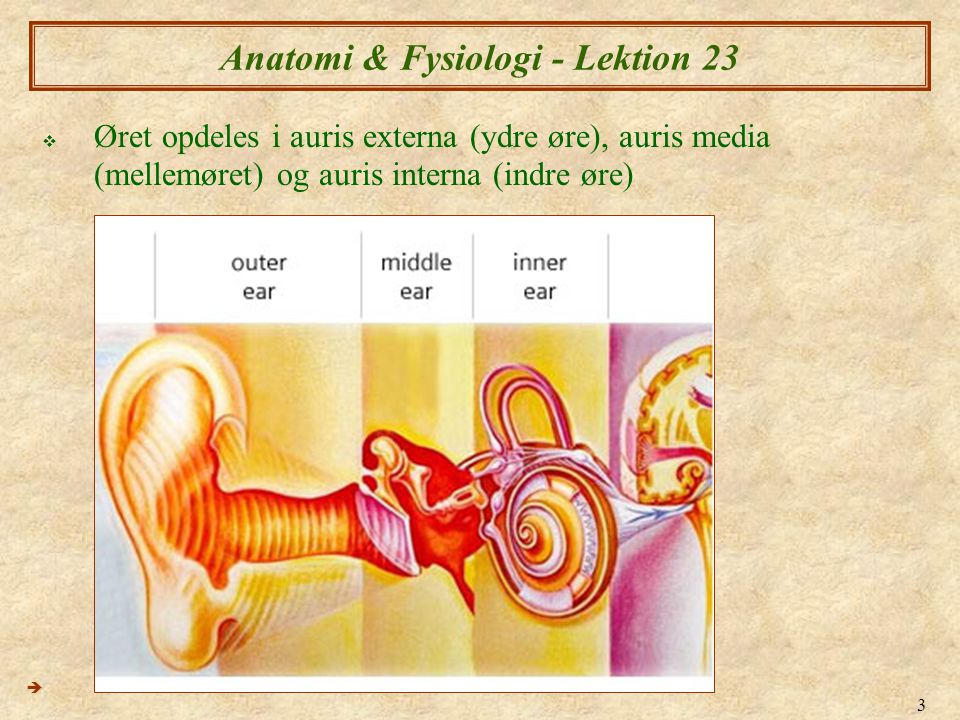 Anatomi & Fysiologi - Lektion 23