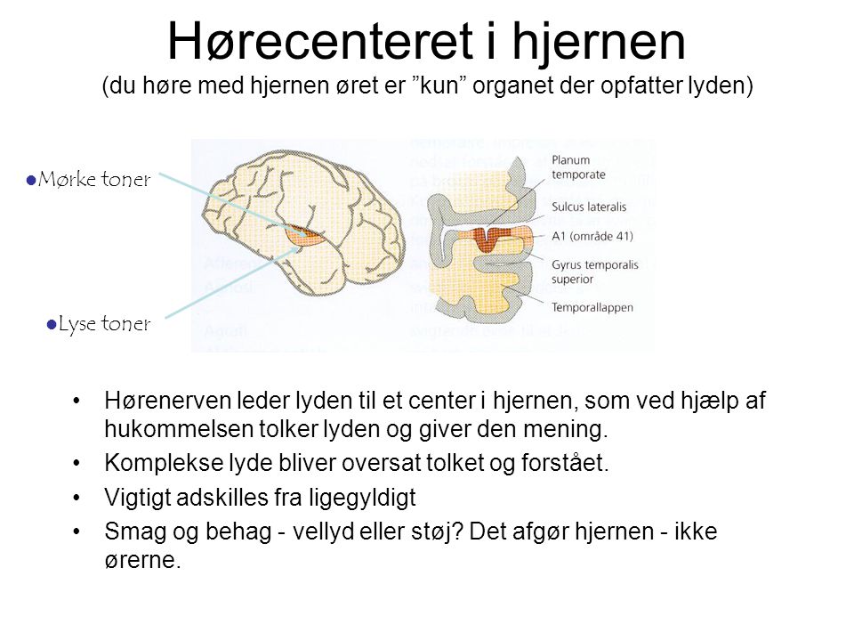 Hørecenteret i hjernen (du høre med hjernen øret er kun organet der opfatter lyden)