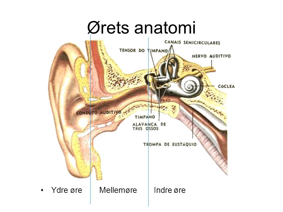 Ørets anatomi Ydre øre Mellemøre Indre øre