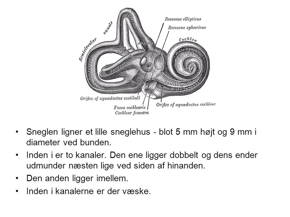 Sneglen Sneglen ligner et lille sneglehus - blot 5 mm højt og 9 mm i diameter ved bunden.