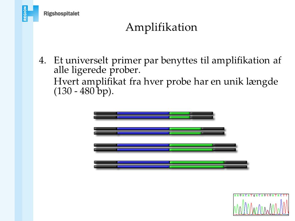 Amplifikation Et universelt primer par benyttes til amplifikation af alle ligerede prober.
