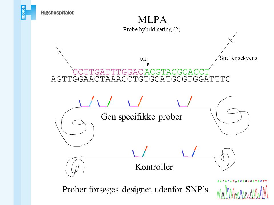 MLPA Probe hybridisering (2)