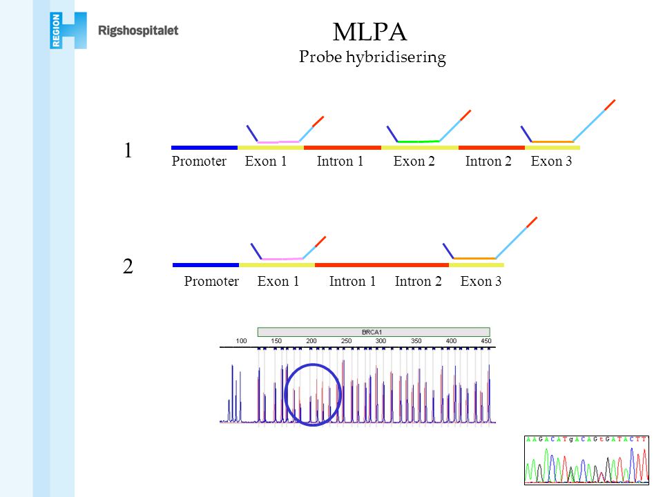 MLPA Probe hybridisering