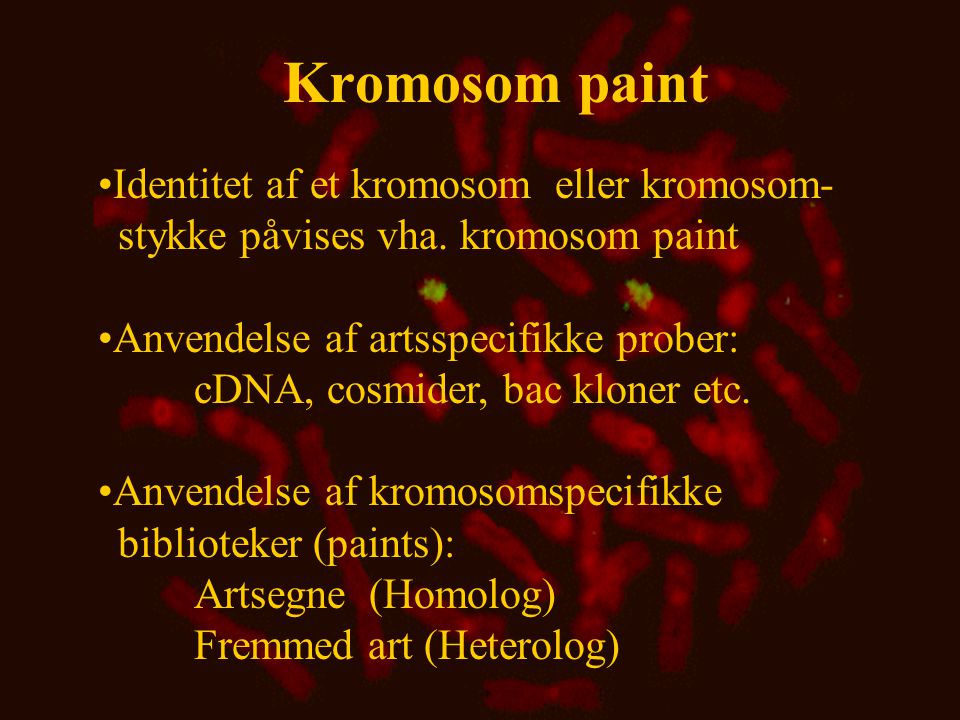 Kromosom paint Identitet af et kromosom eller kromosom- stykke påvises vha. kromosom paint.