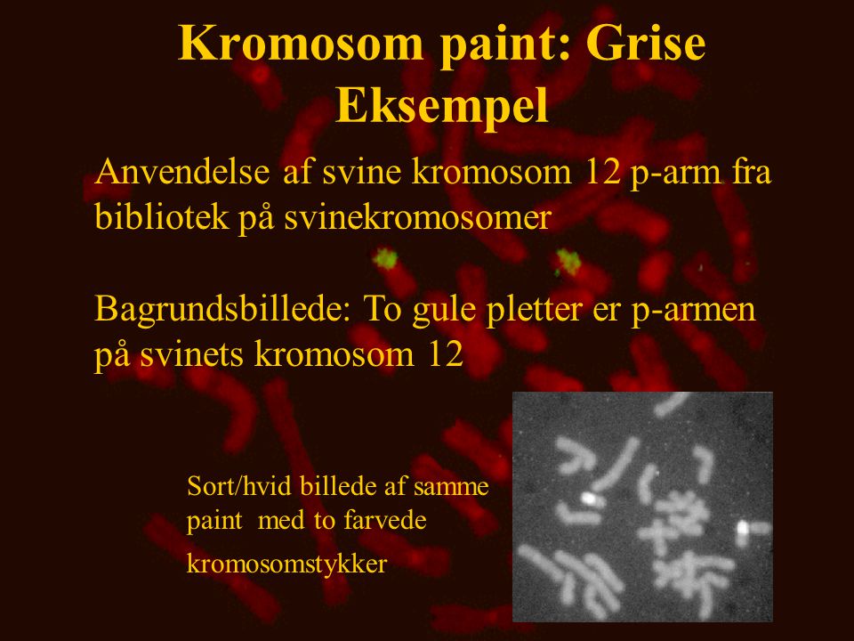 Kromosom paint: Grise Eksempel