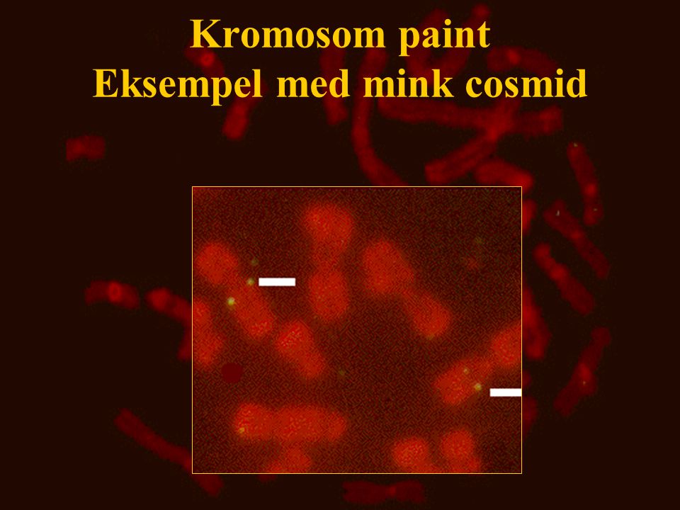 Kromosom paint Eksempel med mink cosmid