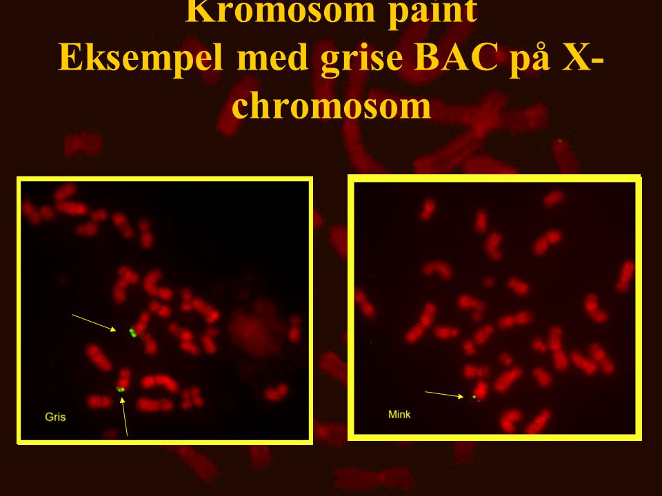 Kromosom paint Eksempel med grise BAC på X-chromosom
